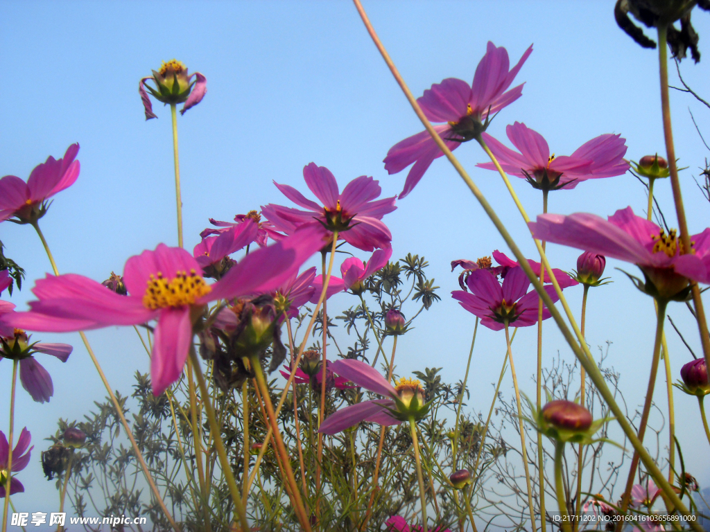 格桑花