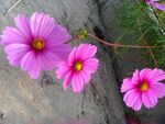 格桑花