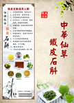 铁皮石斛封面