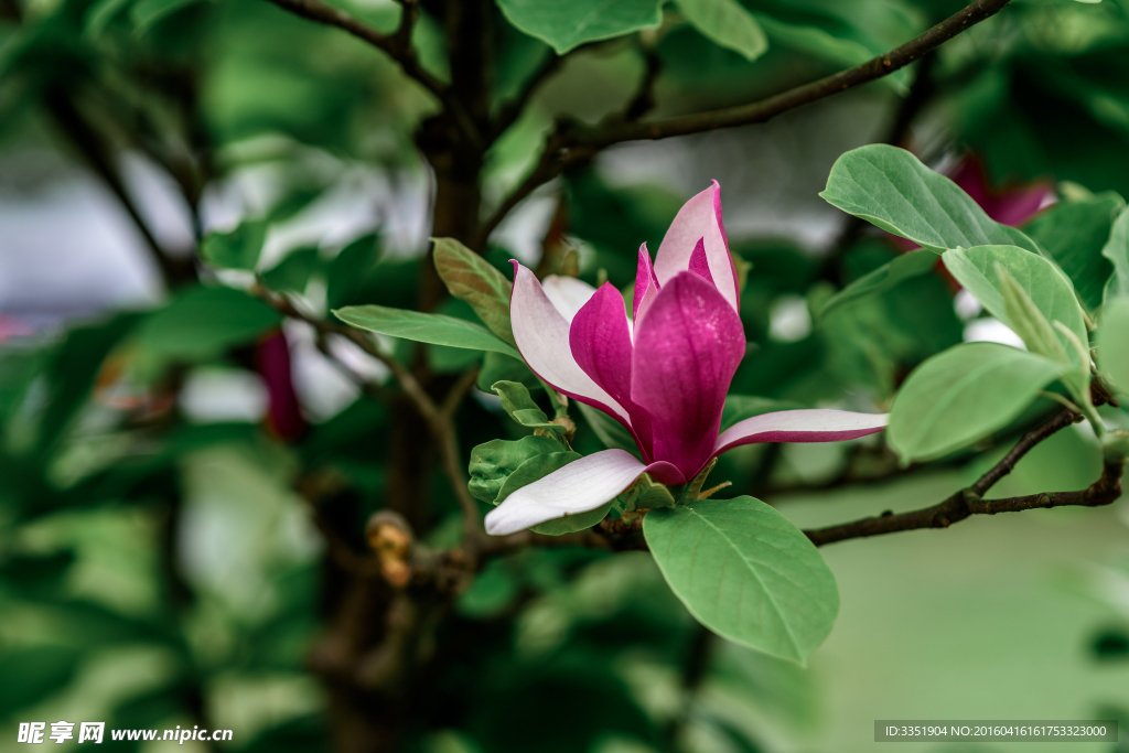 玉兰花高清图片