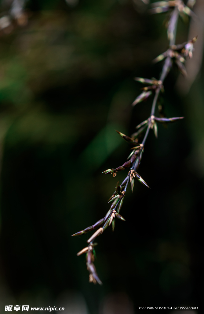 竹子花高清图片