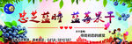 蓝莓广告