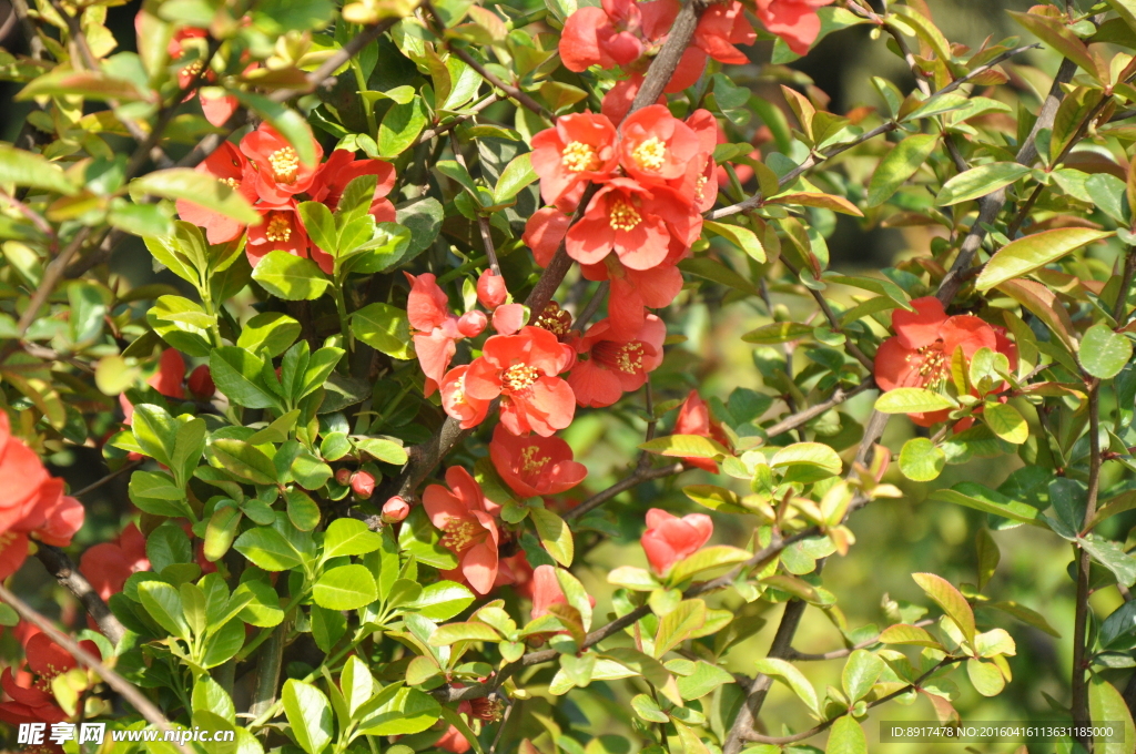 石榴花