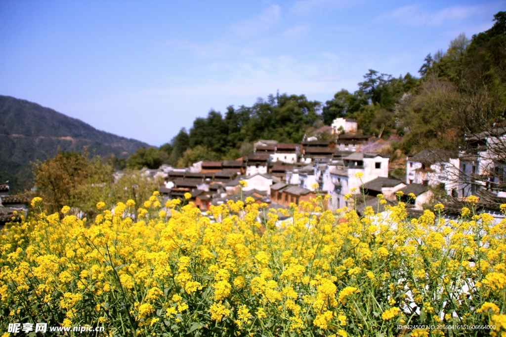 油菜花