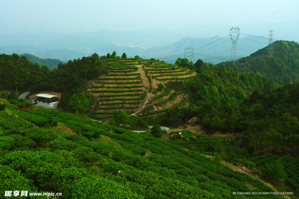 茶田风光 高山采茶