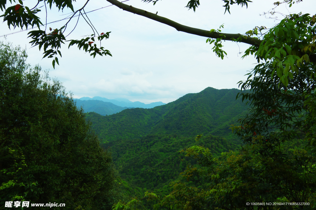 大山森林 树枝电线