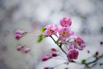 海棠花 花卉