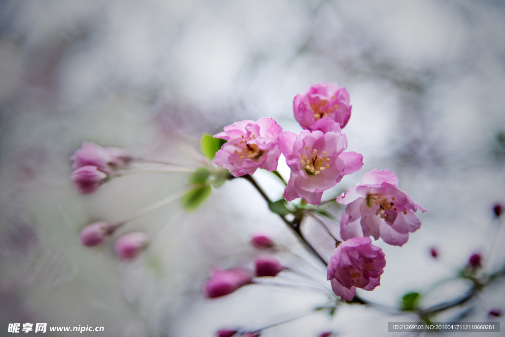 海棠花 花卉