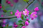 海棠花 花卉