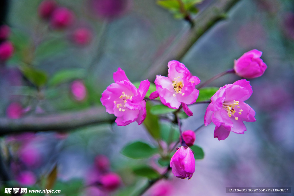 海棠花 花卉