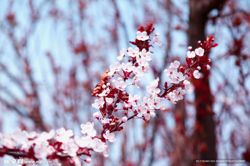 樱花