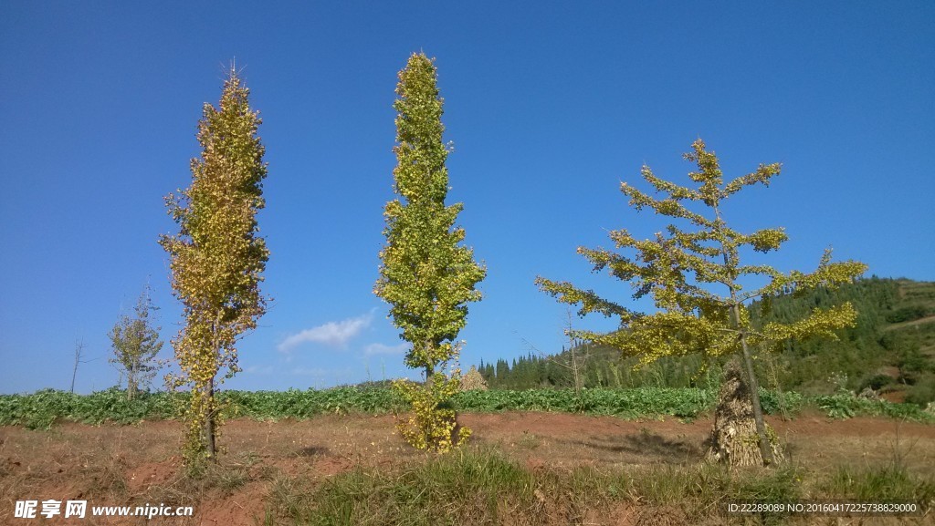 银杏树