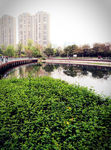 城市园林