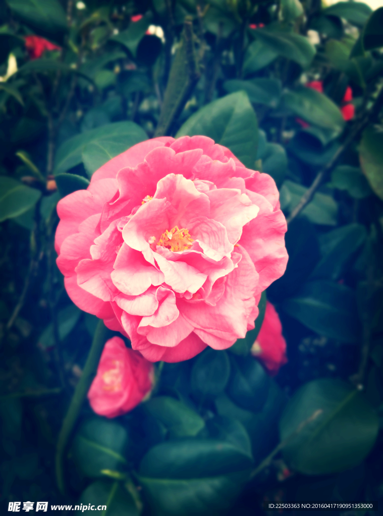 山茶花