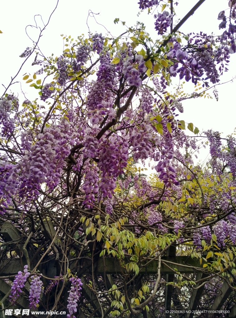 紫藤