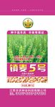 小麦种子包装