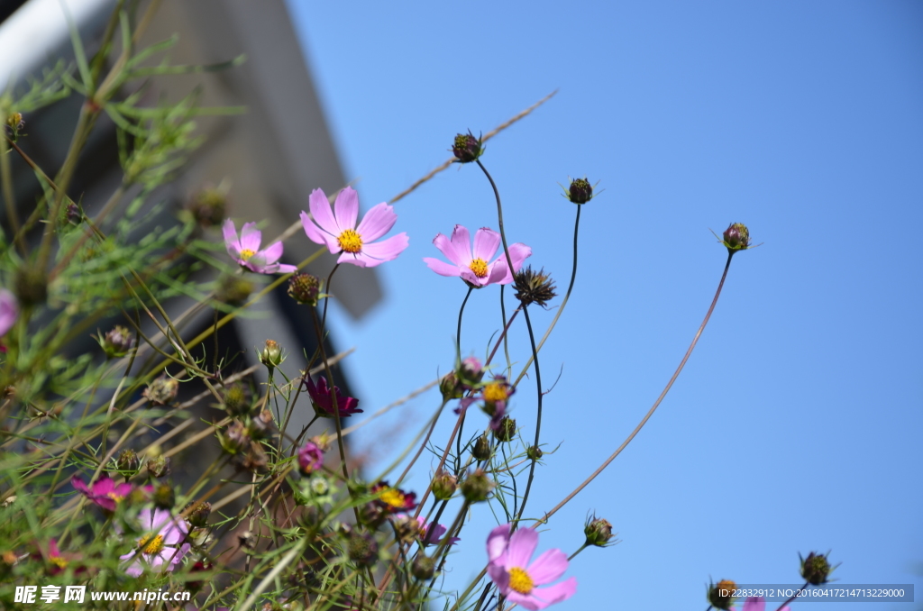格桑花