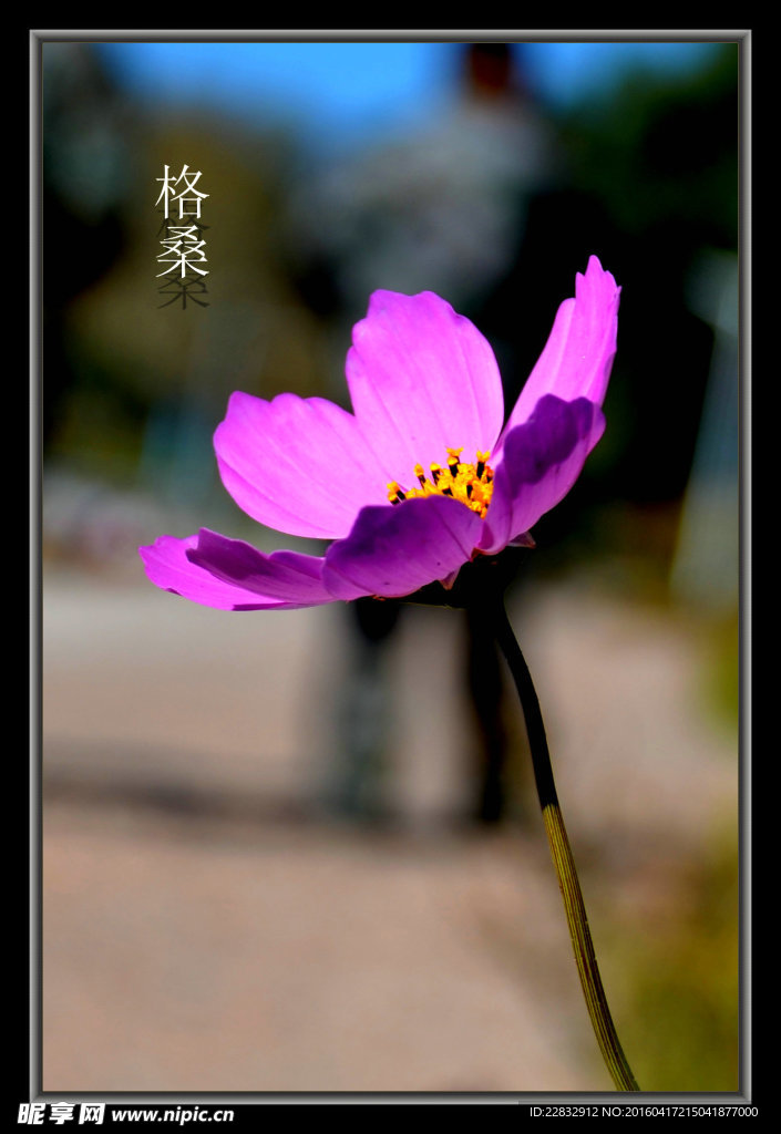 格桑花
