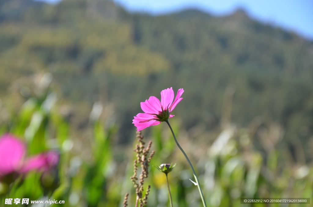 格桑花