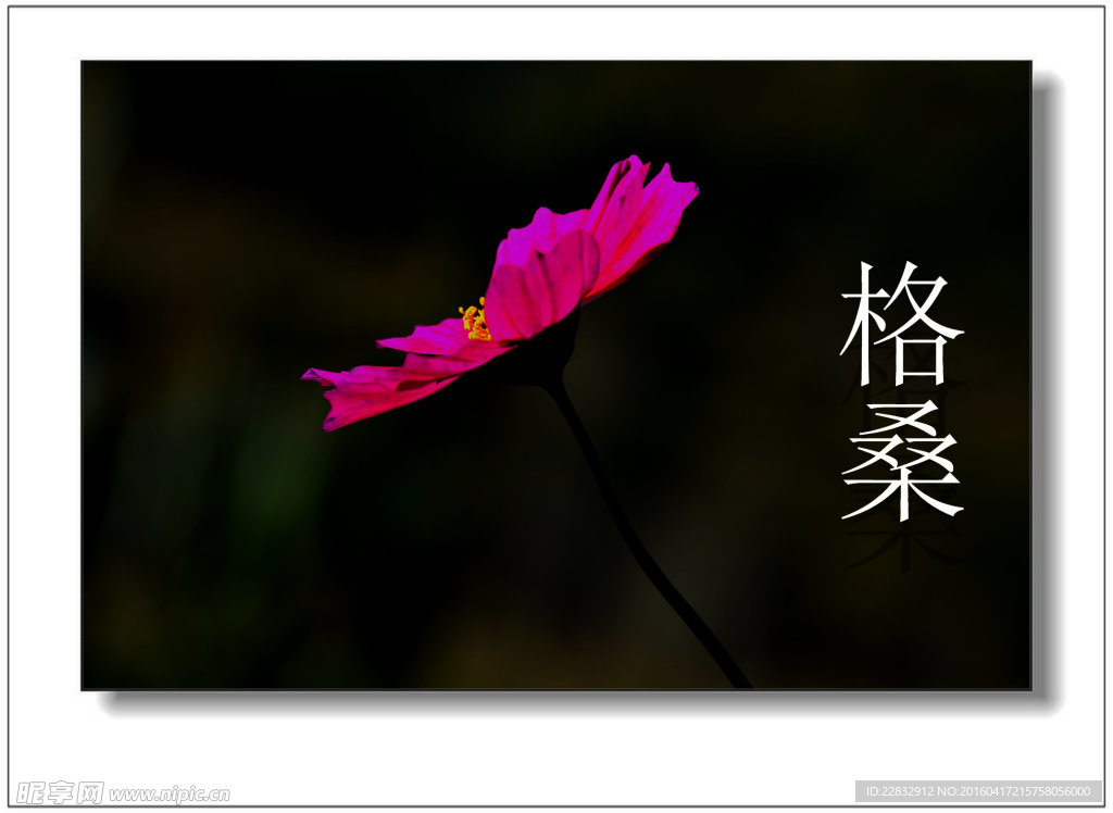 格桑花
