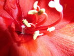 红色花蕊