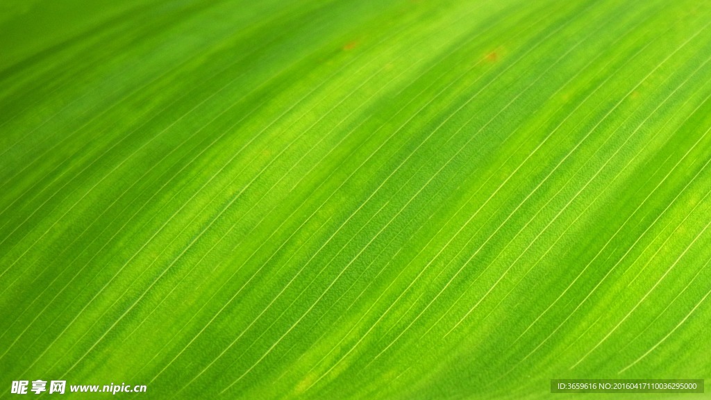 树叶特写