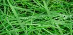 水珠 青草