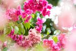 杜鹃花