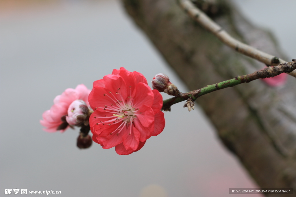 桃花