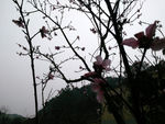 树枝