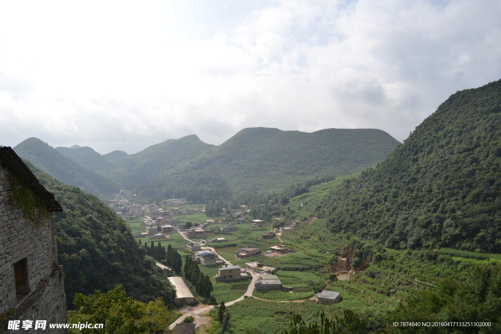 黄果树