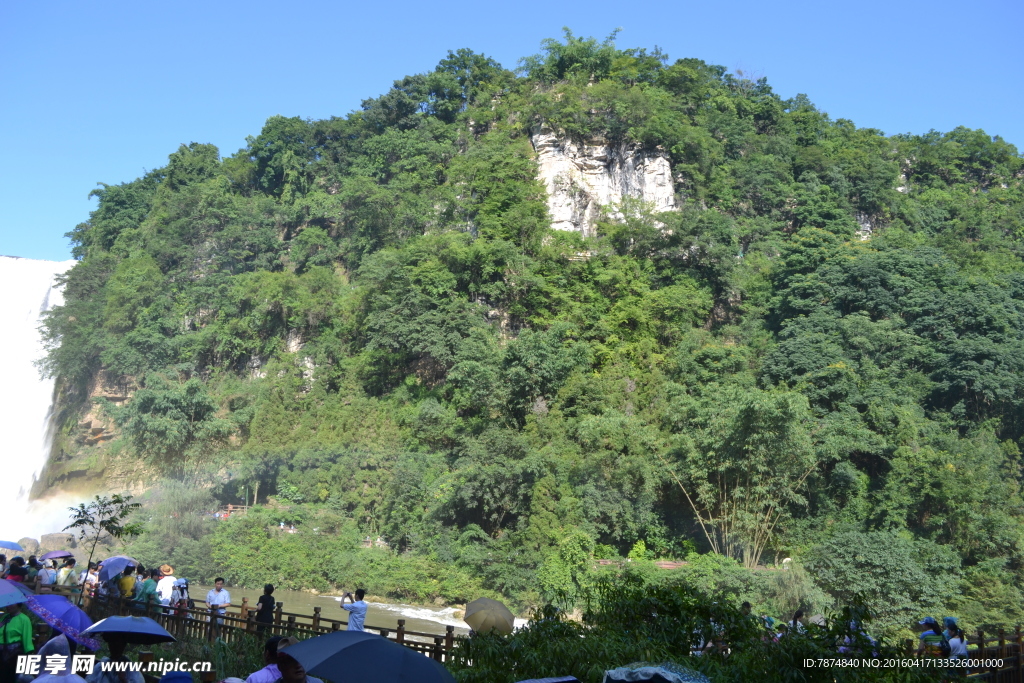 黄果树
