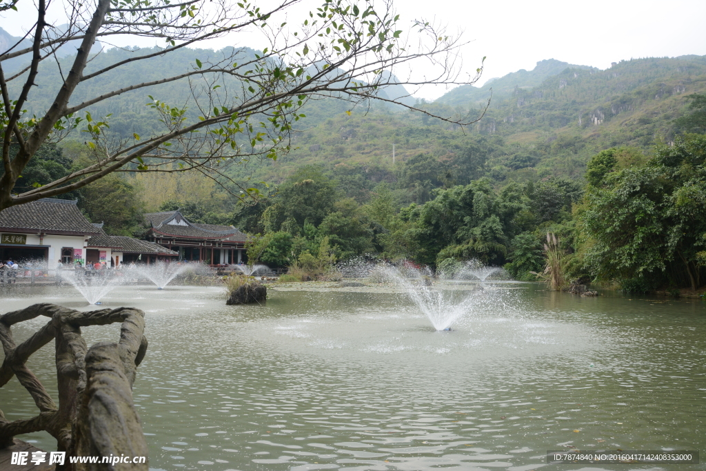 黄果树
