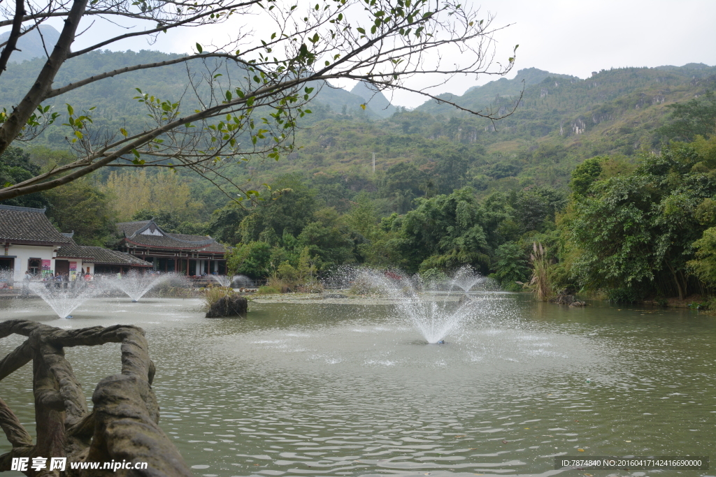 黄果树