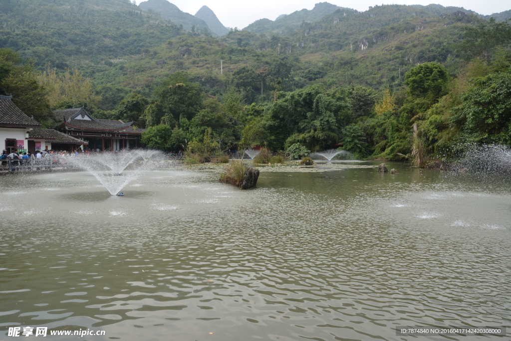 黄果树