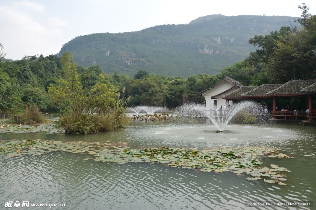黄果树