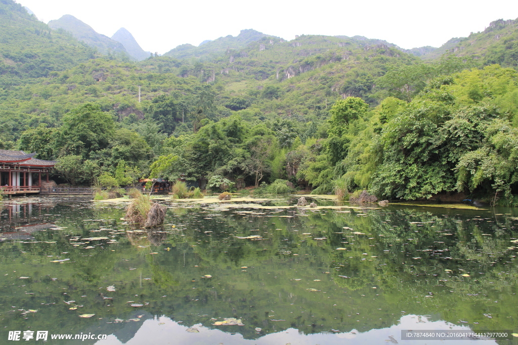 黄果树