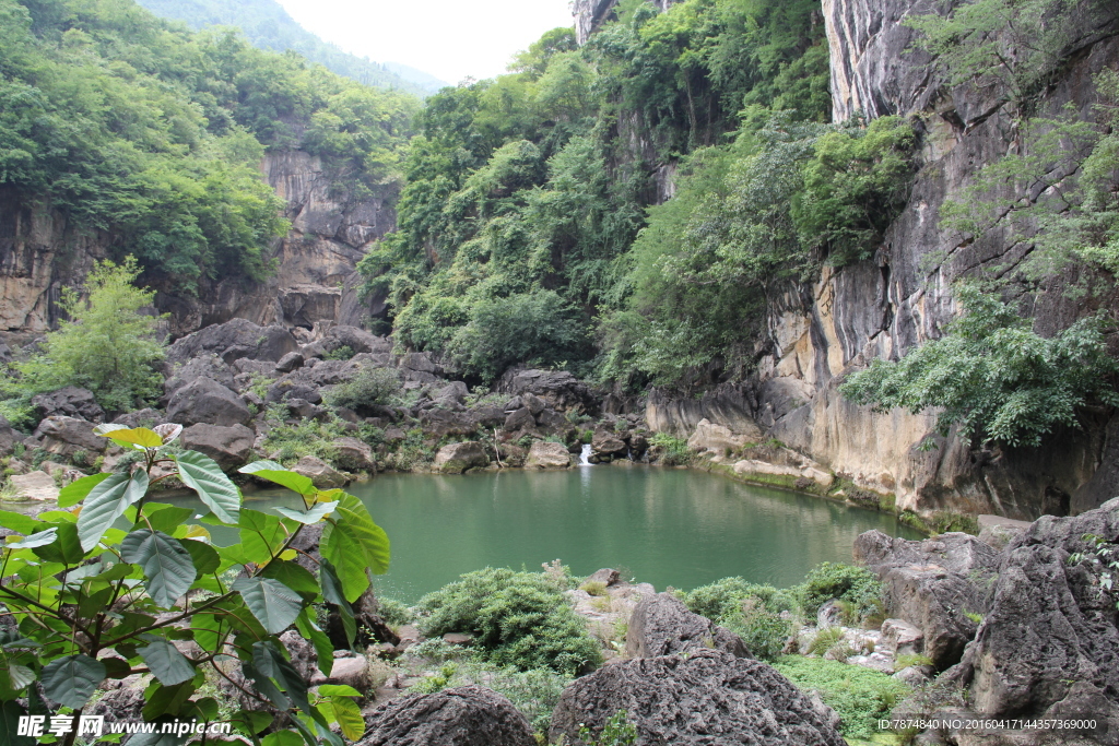 黄果树
