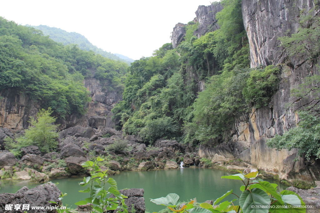 黄果树