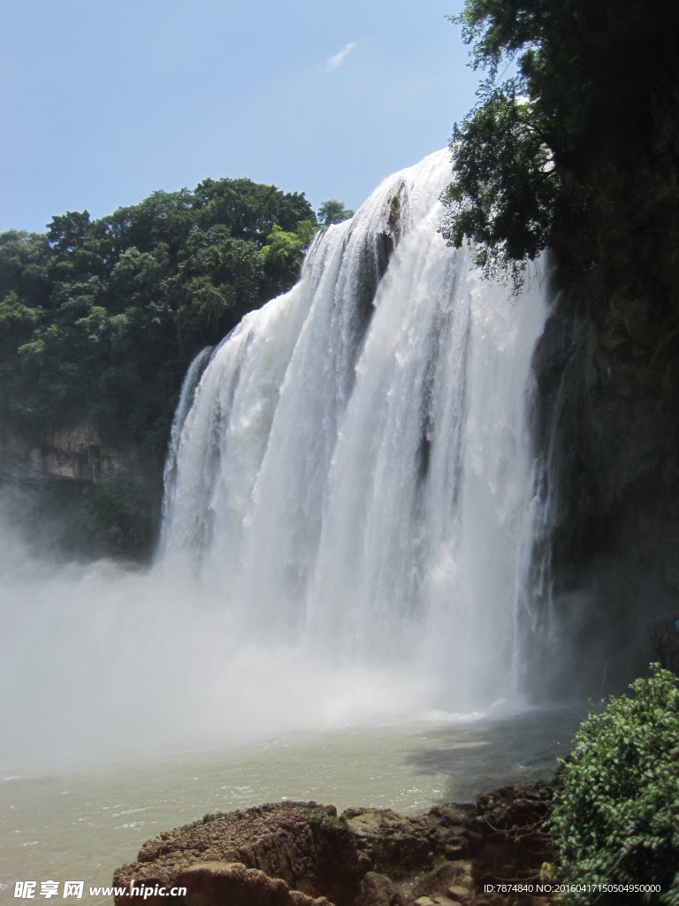 黄果树