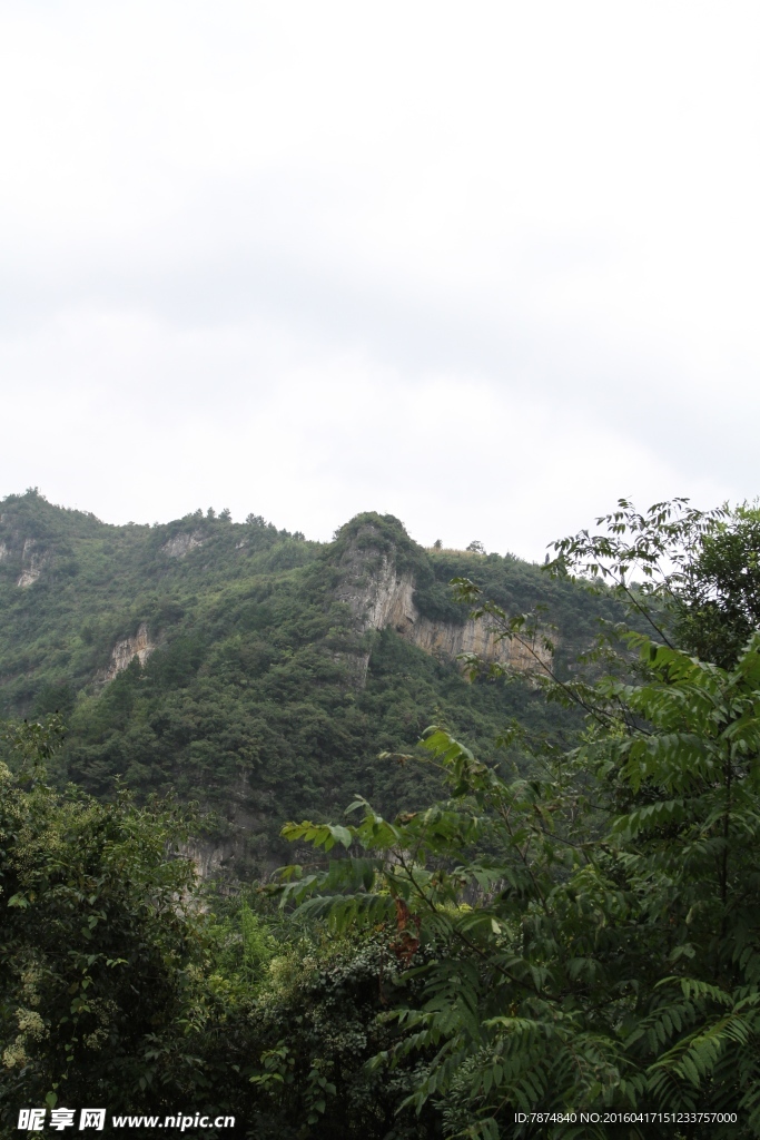 黄果树