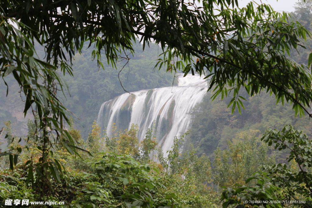 黄果树