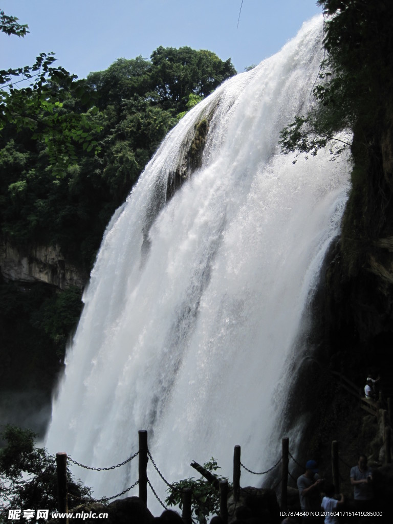 黄果树