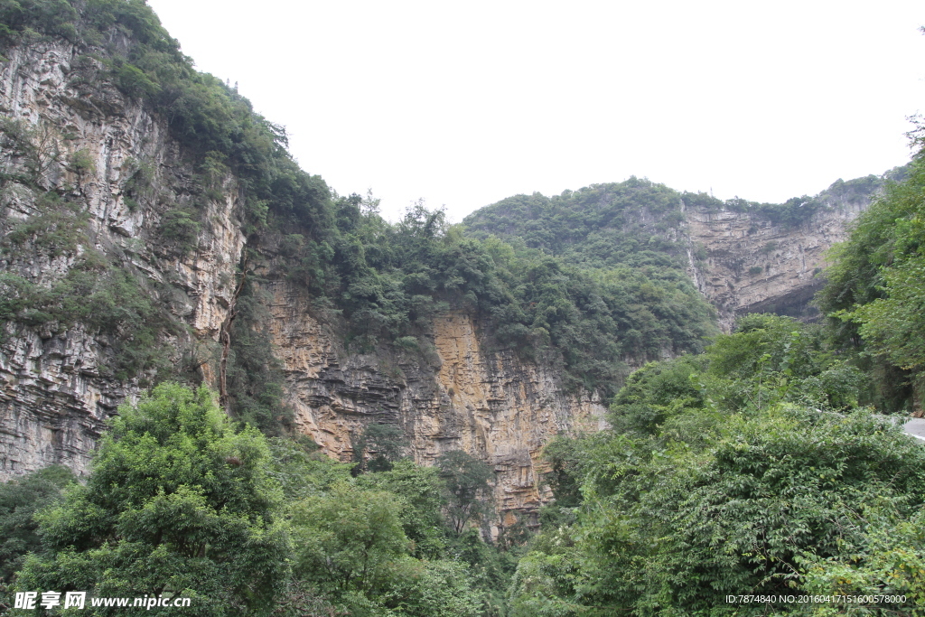 黄果树