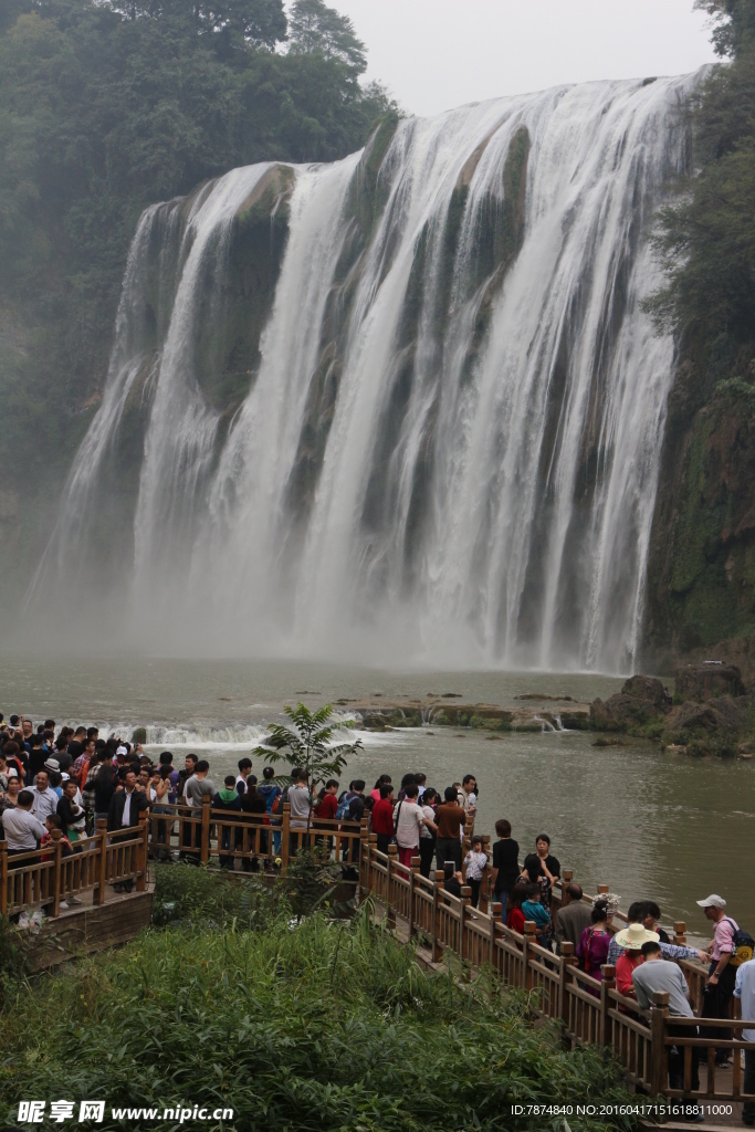 黄果树