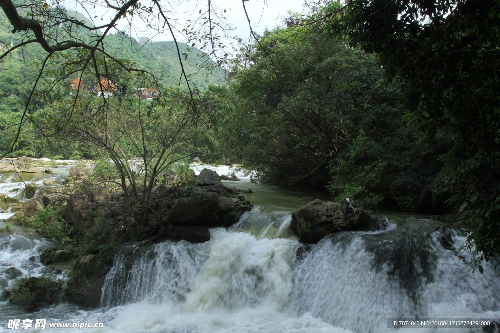 黄果树