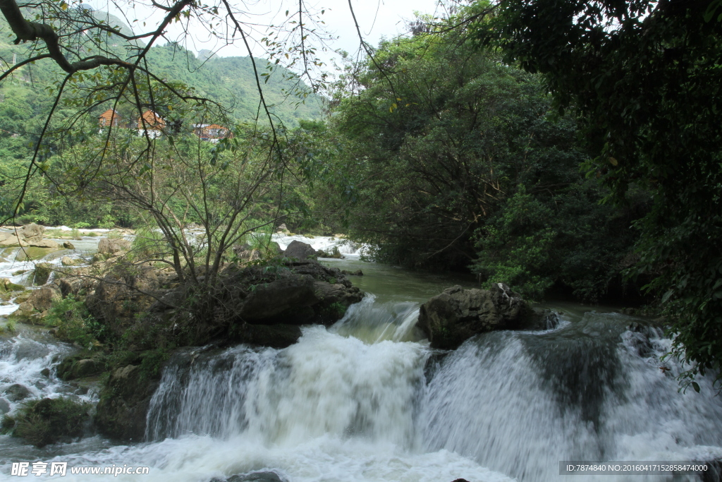 黄果树