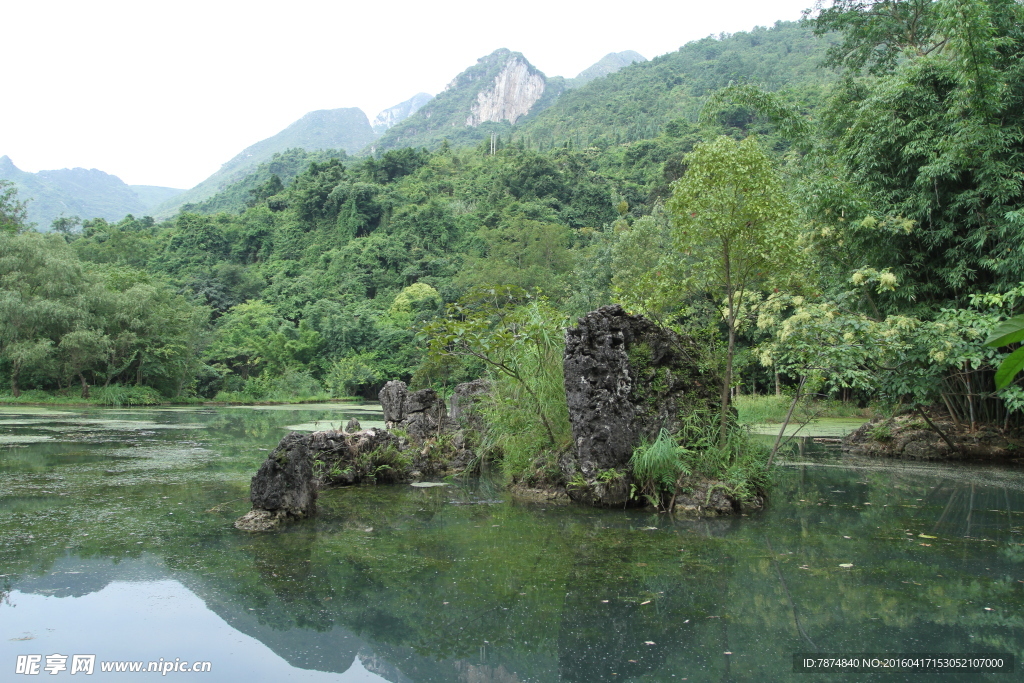 黄果树