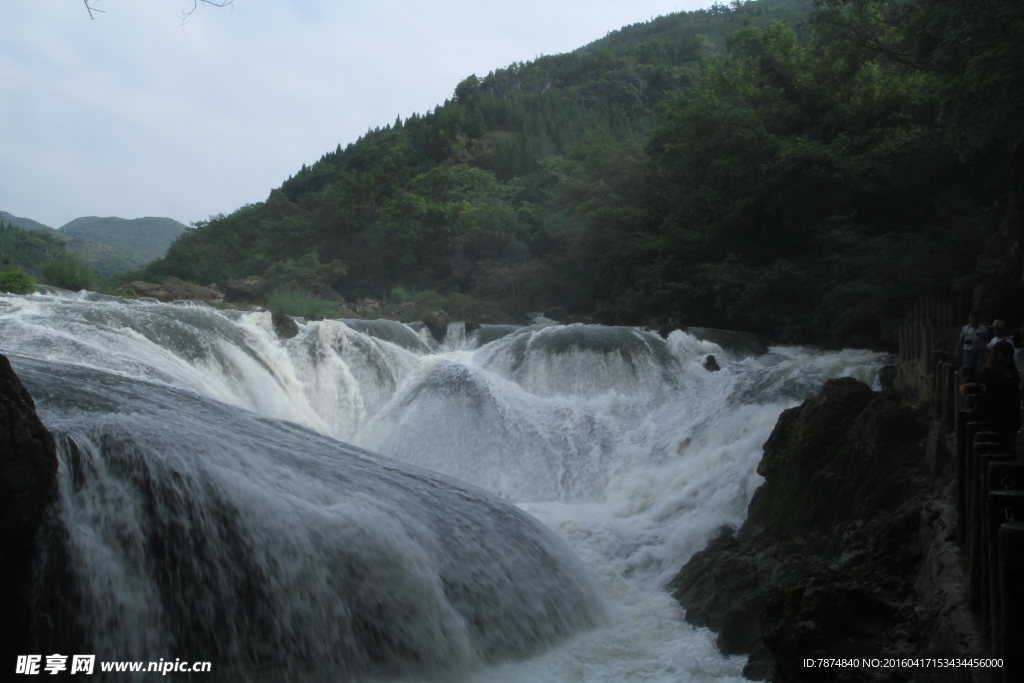 黄果树