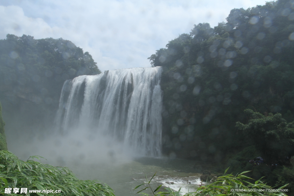 黄果树